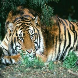 Mitglied: Tiger1501
