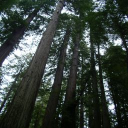 Mitglied: Sequoia
